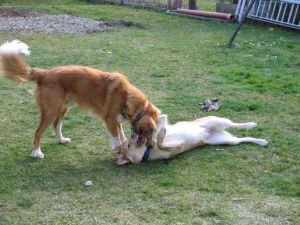 Spielende Hunde
